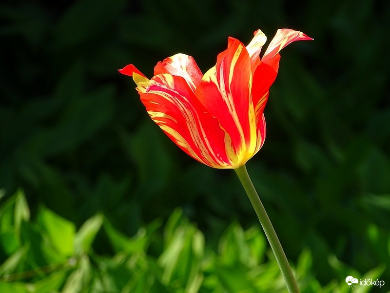 Tulipán