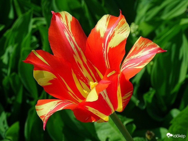 Tulipán