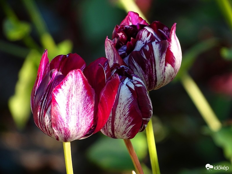 Tulipánok