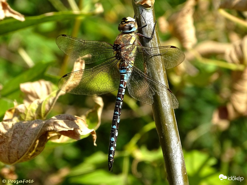 Nádi acsa (Aeshna mixta)