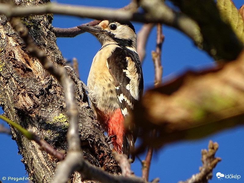 Balkáni fakopáncs(Dendrocopos syriacus)
