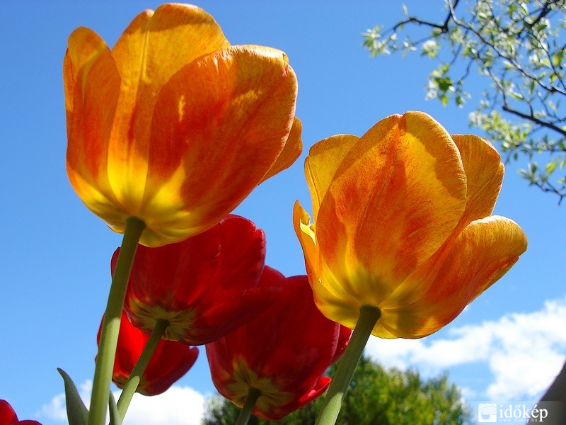 Tulipánok
