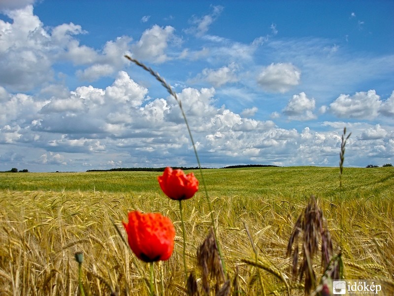 Árpamező