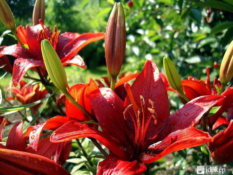liliom