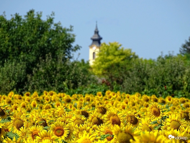 Napraforgók
