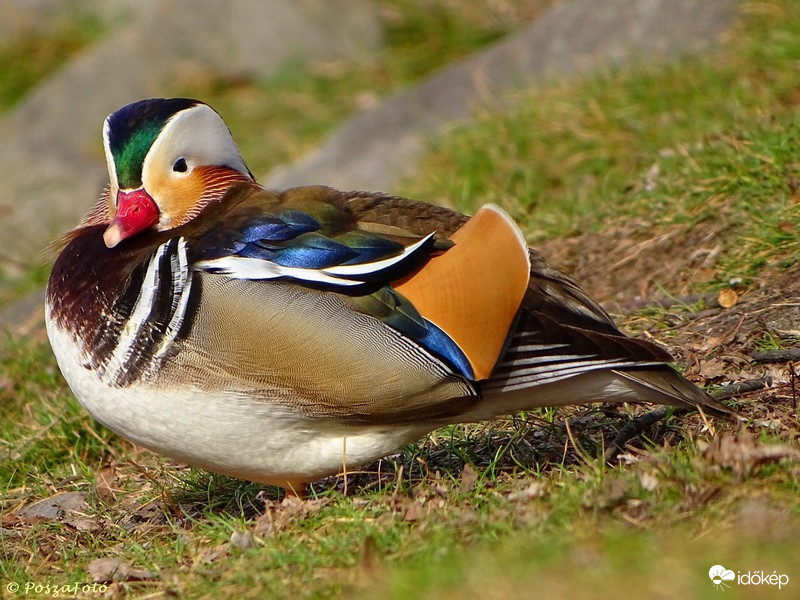 Mandarin réce a Sugó-parton