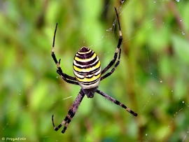 A hétlábú(Darázspók)