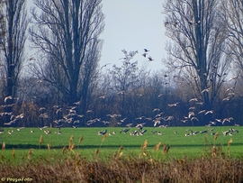 Dávod határában