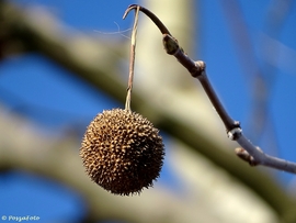 Platán termése