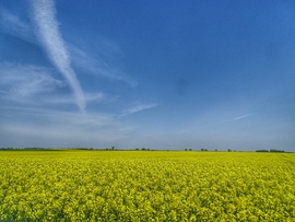 Repcemező