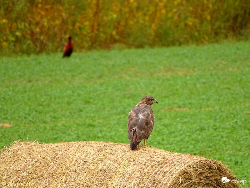 Pihenő