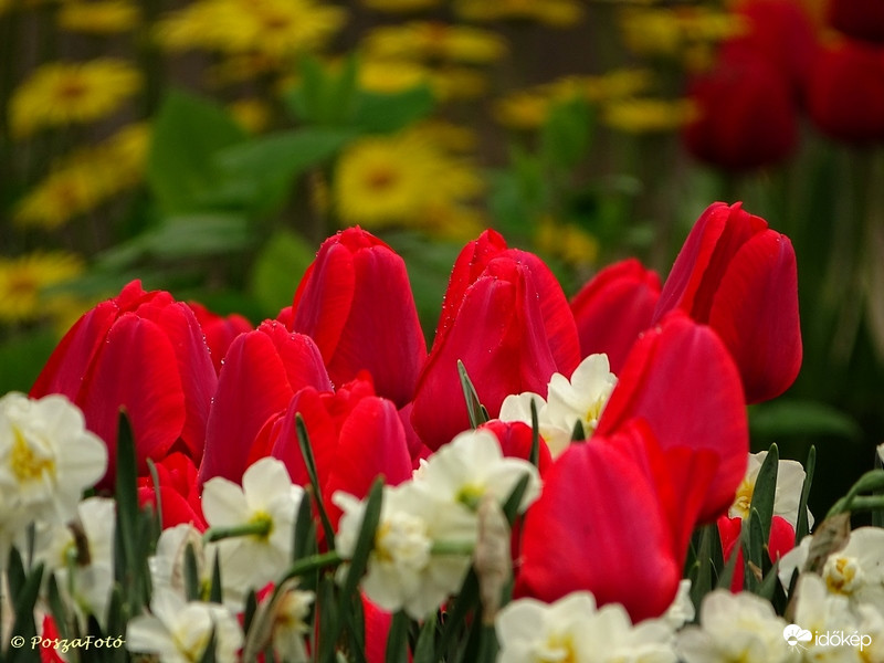Nárciszok, tulipánok, zergevirágok