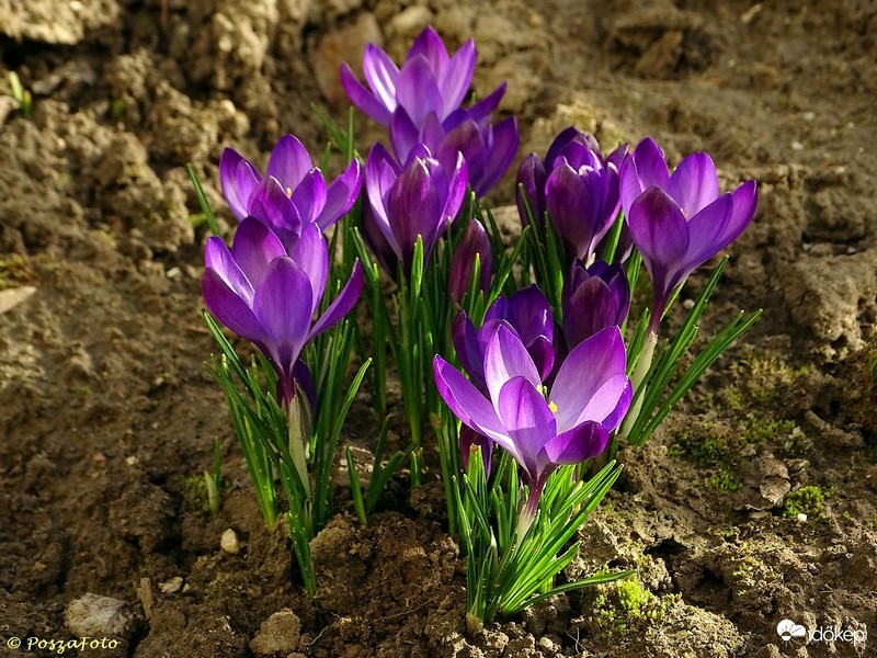 Közel a tavasz