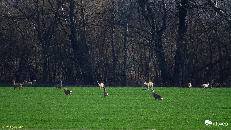 Őzek