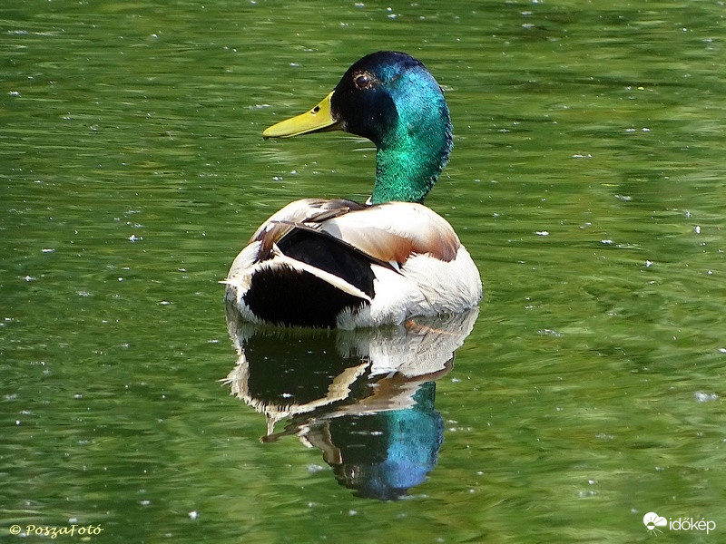 Vadkacsa