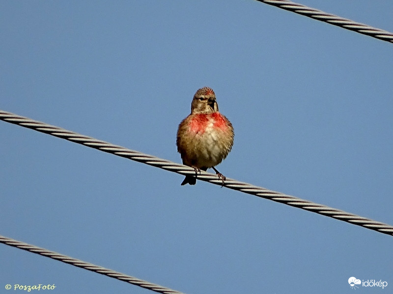 Kenderike (Carduelis cannabina)