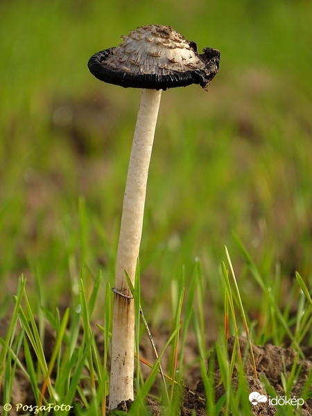 Gyapjas tintagomba