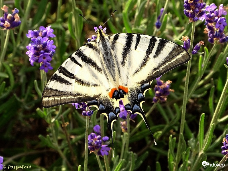 Kardos lepke