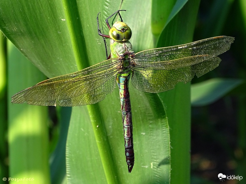 Az év rovara 2018-ban: az óriás-szitakötő (Anax imperator)