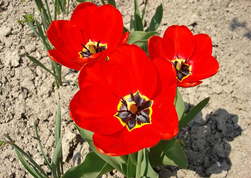 Tulipánok