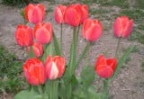 "Kakukktojás" a tulipánok között