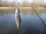 Idei első hal a Tiszából