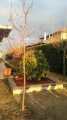Siófok