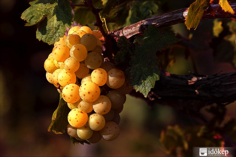 Érik a szőlő...