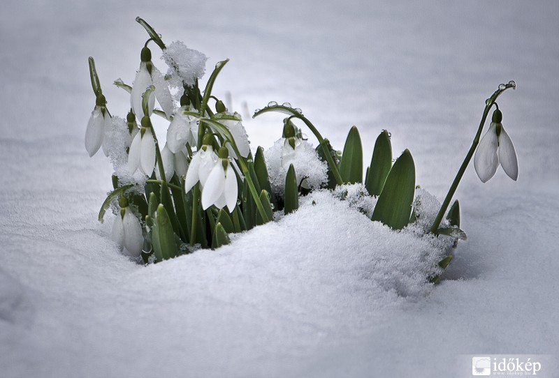 HÓ- és virág