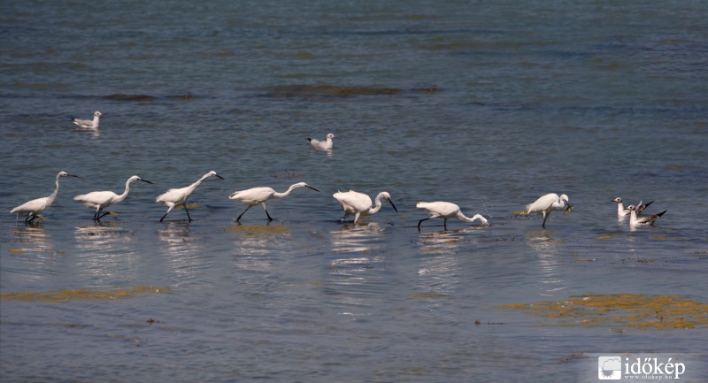 Halásztanfolyam_ÖREGEM hogy ELKAPTA! EZ SSSirály!