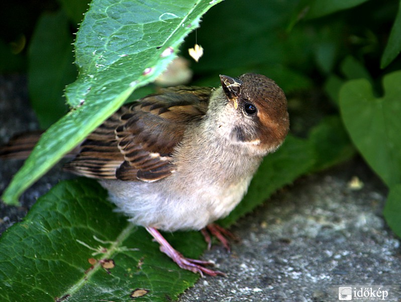 Hamm, na ezt még bekapom!