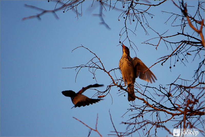 Hé, várj! Ezt még bekapom!