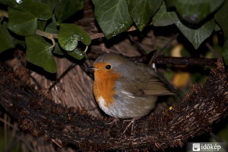 Megnézem ki fotóz!?