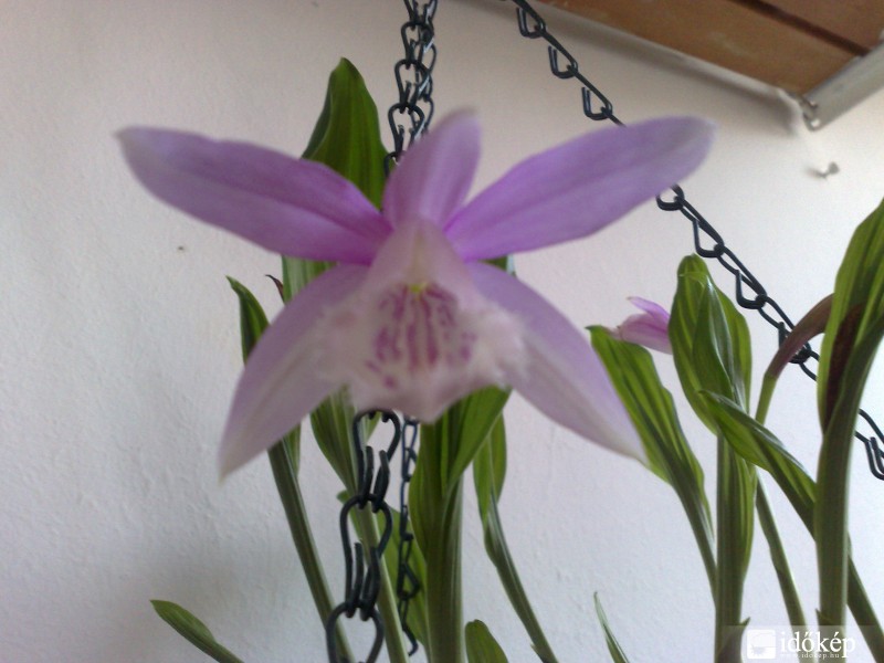 Tavaszi orchidea