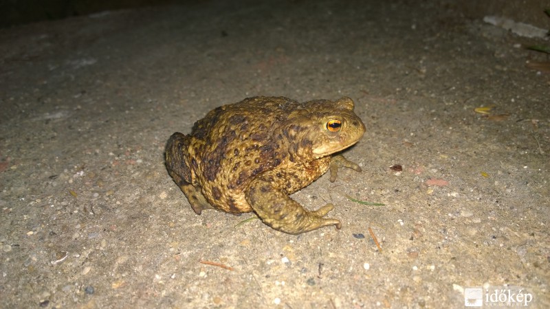 Kora esti vendégünk - Barna varangy (Bufo bufo)