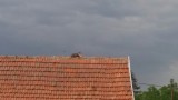 Polgár
