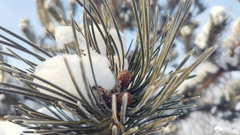 Bakonycsernye