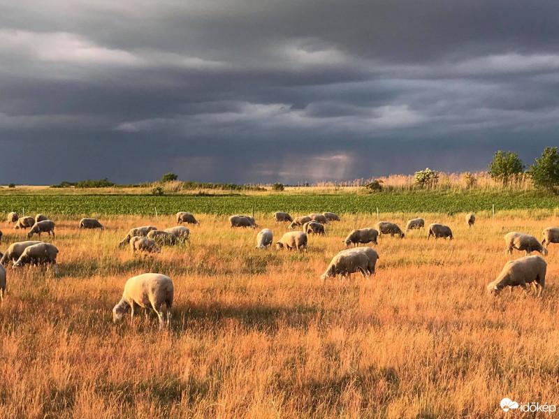 Hódmezővásárhely