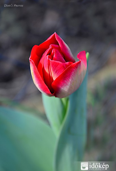 Tulipánom