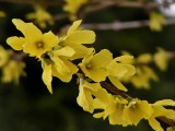 Forsythia