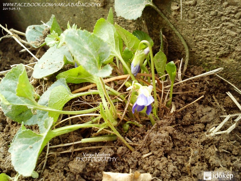 Ibolya, nem tudja mi vár rá holnap :(