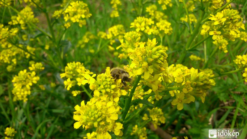 Beporzással elfoglalva