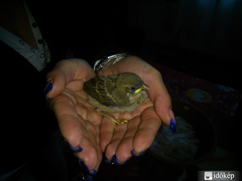 Veréb mentési akció 