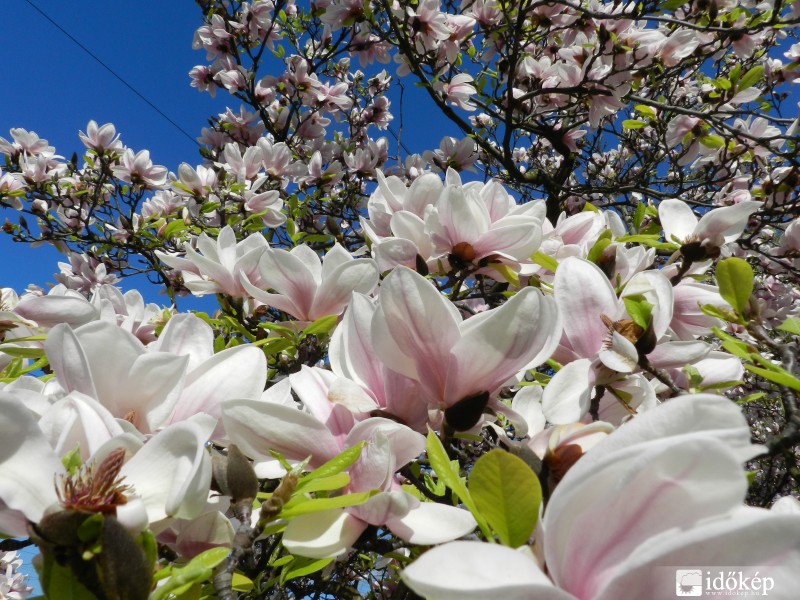 Liliomfa 2013 tavaszán.