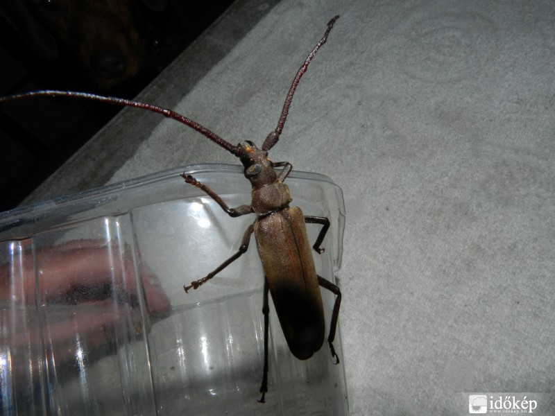 Szarvasbogár