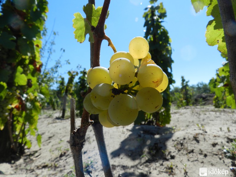 Érett szőlőszemek.