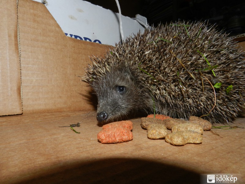 12. sün a kertünkben.