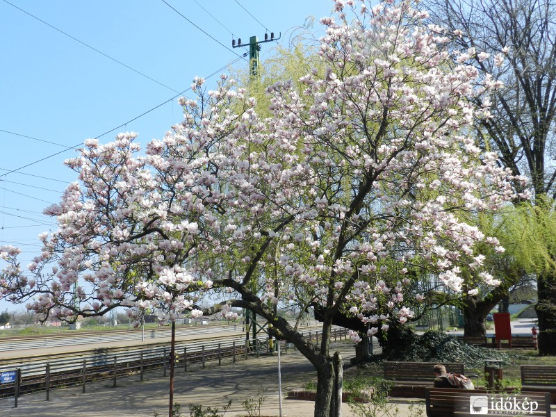 Magnólia fa virágzása 2014 Cegléd