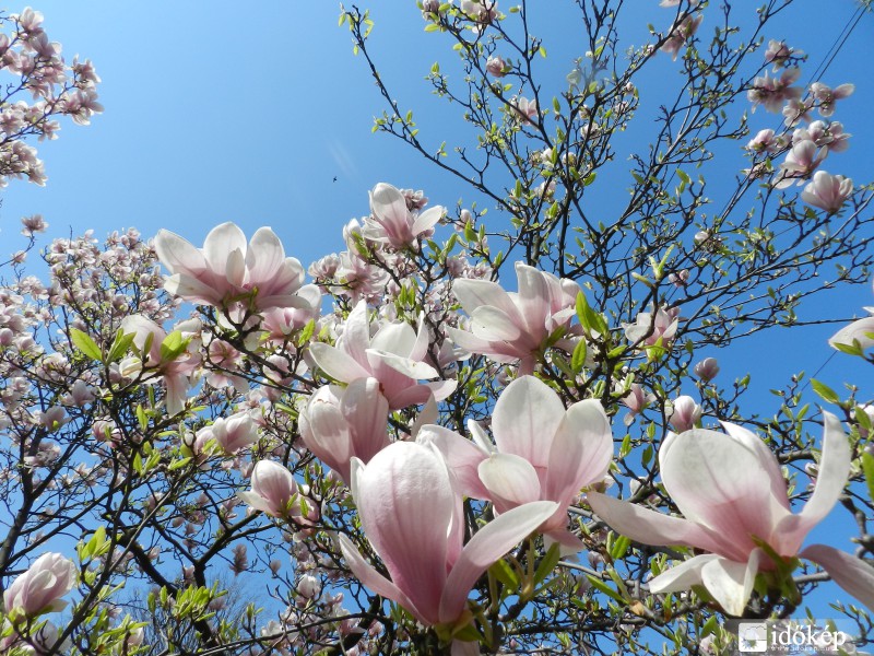 2014 tavaszán nyíló tulipánfa.