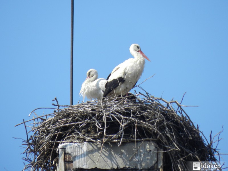 2014-ben Sándor napján érkezett a gólya.